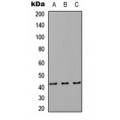 LifeSab™ RAB8B Rabbit pAb (50 µl)