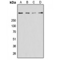 LifeSab™ RYR2 Rabbit pAb (50 µl)
