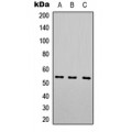 LifeSab™ 5-HT7 Rabbit pAb (50 µl)