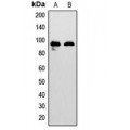 LifeSab™ EPHA7 Rabbit pAb (50 µl)