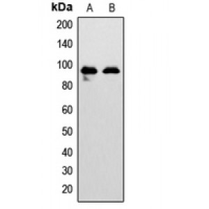 LifeSab™ EPHA7 Rabbit pAb (50 µl)