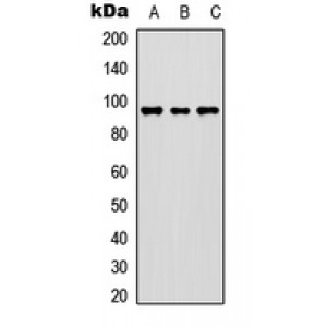 LifeSab™ c-FER Rabbit pAb (50 µl)