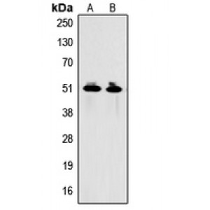 LifeSab™ GDF9 Rabbit pAb (50 µl)