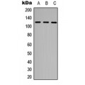 LifeSab™ NEK9 (pT210) Rabbit pAb (50 µl)