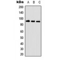 LifeSab™ PGR (pS190) Rabbit pAb (50 µl)