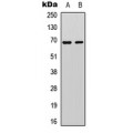 LifeSab™ Paxillin Rabbit pAb (50 µl)