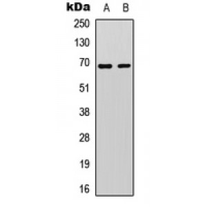 LifeSab™ Paxillin Rabbit pAb (50 µl)