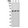 LifeSab™ LKB1 (pT189) Rabbit pAb (50 µl)
