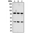 LifeSab™ CCKAR Rabbit pAb (50 µl)