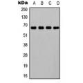 LifeSab™ ELF1 Rabbit pAb (50 µl)