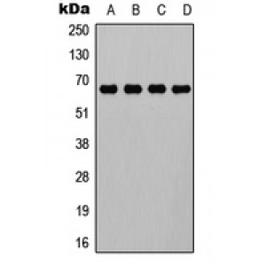 LifeSab™ ELF1 Rabbit pAb (50 µl)