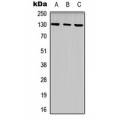 LifeSab™ EPHB1 Rabbit pAb (50 µl)