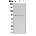 LifeSab™ FOXP1 Rabbit pAb (50 µl)