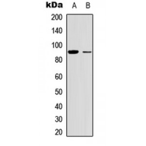 LifeSab™ MSK1 Rabbit pAb (50 µl)