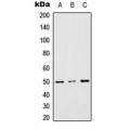 LifeSab™ TTC23 Rabbit pAb (50 µl)