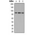LifeSab™ Ku80 (pT714) Rabbit pAb (50 µl)