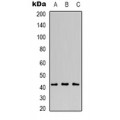 LifeSab™ MVK Rabbit pAb (50 µl)