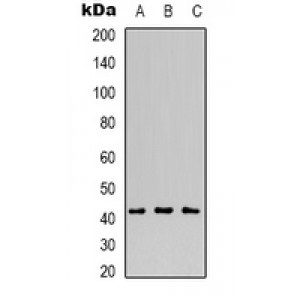 LifeSab™ MVK Rabbit pAb (50 µl)