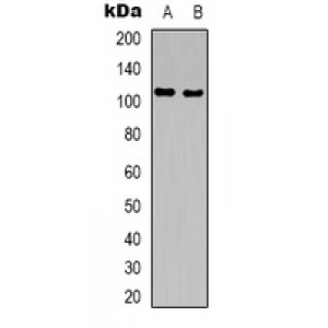 LifeSab™ GTF2IRD1 Rabbit pAb (50 µl)