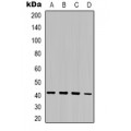 LifeSab™ MRG15 Rabbit pAb (50 µl)