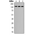 LifeSab™ CEP135 Rabbit pAb (50 µl)