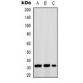 LifeSab™ GPR40 Rabbit pAb (50 µl)