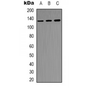 LifeSab™ PTK2 Rabbit pAb (50 µl)