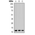 LifeSab™ BUD31 Rabbit pAb (50 µl)