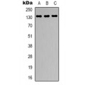 LifeSab™ CARD11 Rabbit pAb (50 µl)