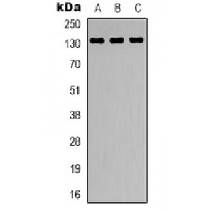 LifeSab™ CARD11 Rabbit pAb (50 µl)