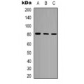 LifeSab™ POLR3E Rabbit pAb (50 µl)