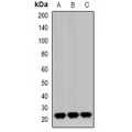 LifeSab™ GPX1 Rabbit pAb (50 µl)