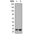 LifeSab™ MAR2 Rabbit pAb (50 µl)