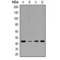 LifeSab™ IDH3G Rabbit pAb (50 µl)