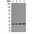 LifeSab™ APOA5 Rabbit pAb (50 µl)