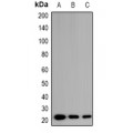 LifeSab™ EID1 Rabbit pAb (50 µl)