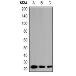 LifeSab™ EID1 Rabbit pAb (50 µl)