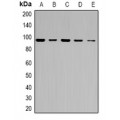 LifeSab™ ABCF1 Rabbit pAb (50 µl)