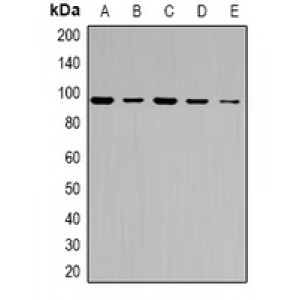 LifeSab™ ABCF1 Rabbit pAb (50 µl)