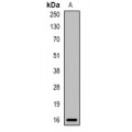 LifeSab™ MRPS18C Rabbit pAb (50 µl)