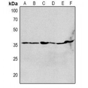 LifeSab™ CHRNA1 Rabbit pAb (50 µl)