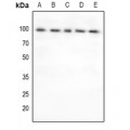 LifeSab™ FOXO3 Rabbit pAb (50 µl)