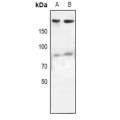 LifeSab™ EGFR Rabbit pAb (50 µl)