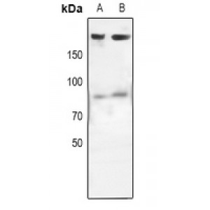 LifeSab™ EGFR Rabbit pAb (50 µl)