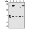 LifeSab™ CDC25A Rabbit pAb (50 µl)