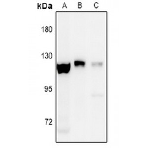 LifeSab™ EPHA8 (pY838) Rabbit pAb (50 µl)