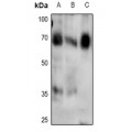 LifeSab™ SMAD4 (pT276) Rabbit pAb (50 µl)