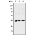 LifeSab™ SIX1 Rabbit pAb (50 µl)