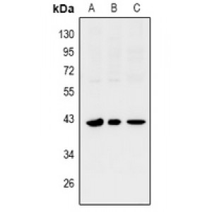 LifeSab™ SIX1 Rabbit pAb (50 µl)