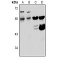 LifeSab™ Kv5.1 Rabbit pAb (50 µl)